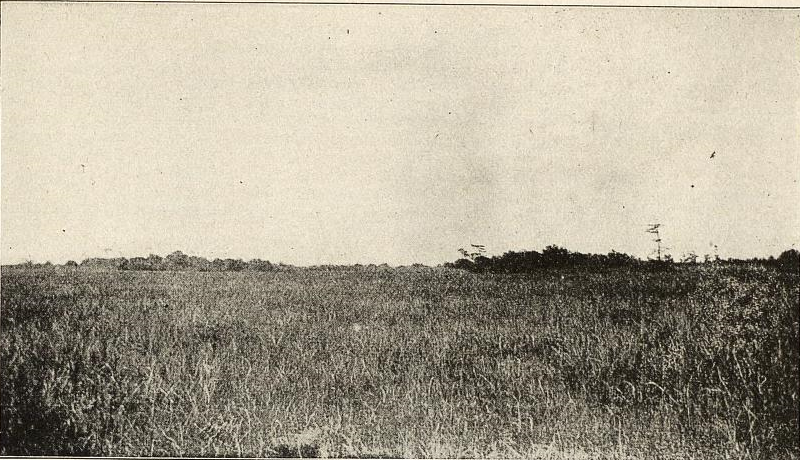 The wilderness as seen in 1910.
