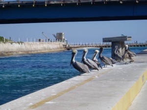 Pelicans patiently waiting for a taste of fish