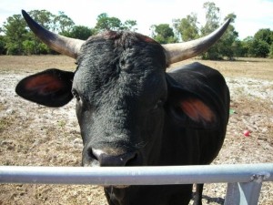 Cow in the Winchester Pasture